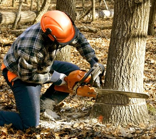 Tree Removal in Clarksville, MI